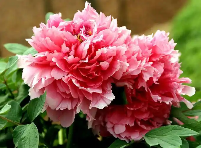 等桐花散落一地,牡丹才姗姗来迟.唯美牡丹,花开富贵,开在云淡