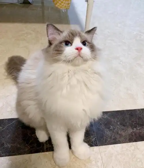 布偶公猫八个月 找领养