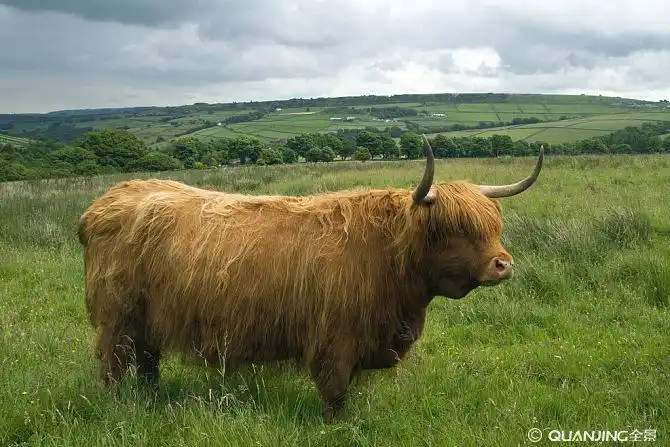 高原牛图片_图片大全