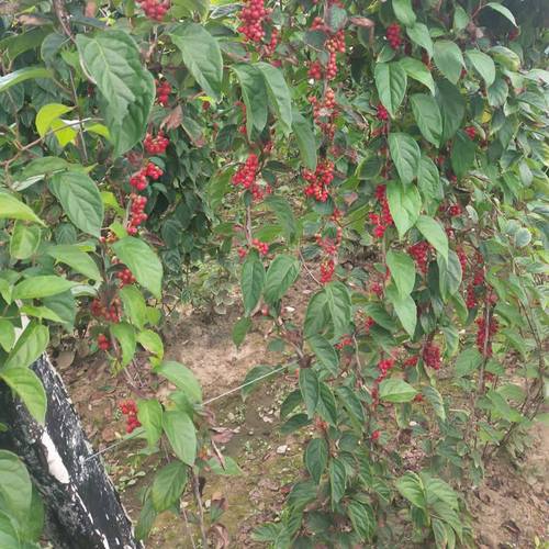 五味五味子树苗野生北五味子苗五味子苗南北方种植结果果树苗