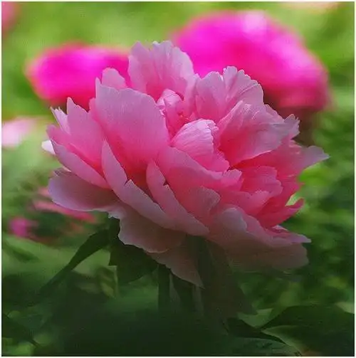 雍容富贵牡丹花