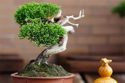 盘点十大壮观的柏树盆景(2)_巴拉排行榜