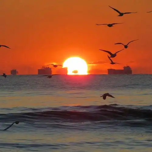 日出东山红似火,海鸥欢乐过初三