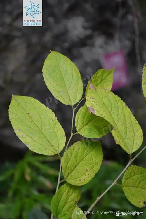 朴树,小叶朴,大叶朴,珊瑚朴,小果朴,哪个未来最有前景?