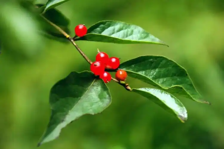 【首发】金银忍冬果正红