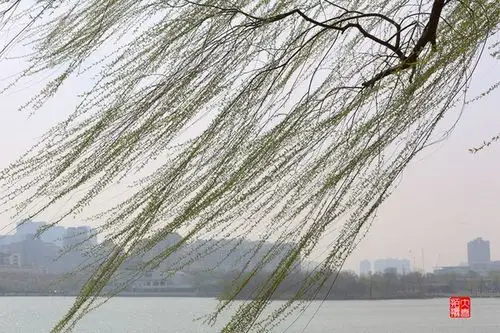 只见绿柳成行波光粼粼,春风吹拂下柳树嫩绿色的枝条随风飘扬,真正领略
