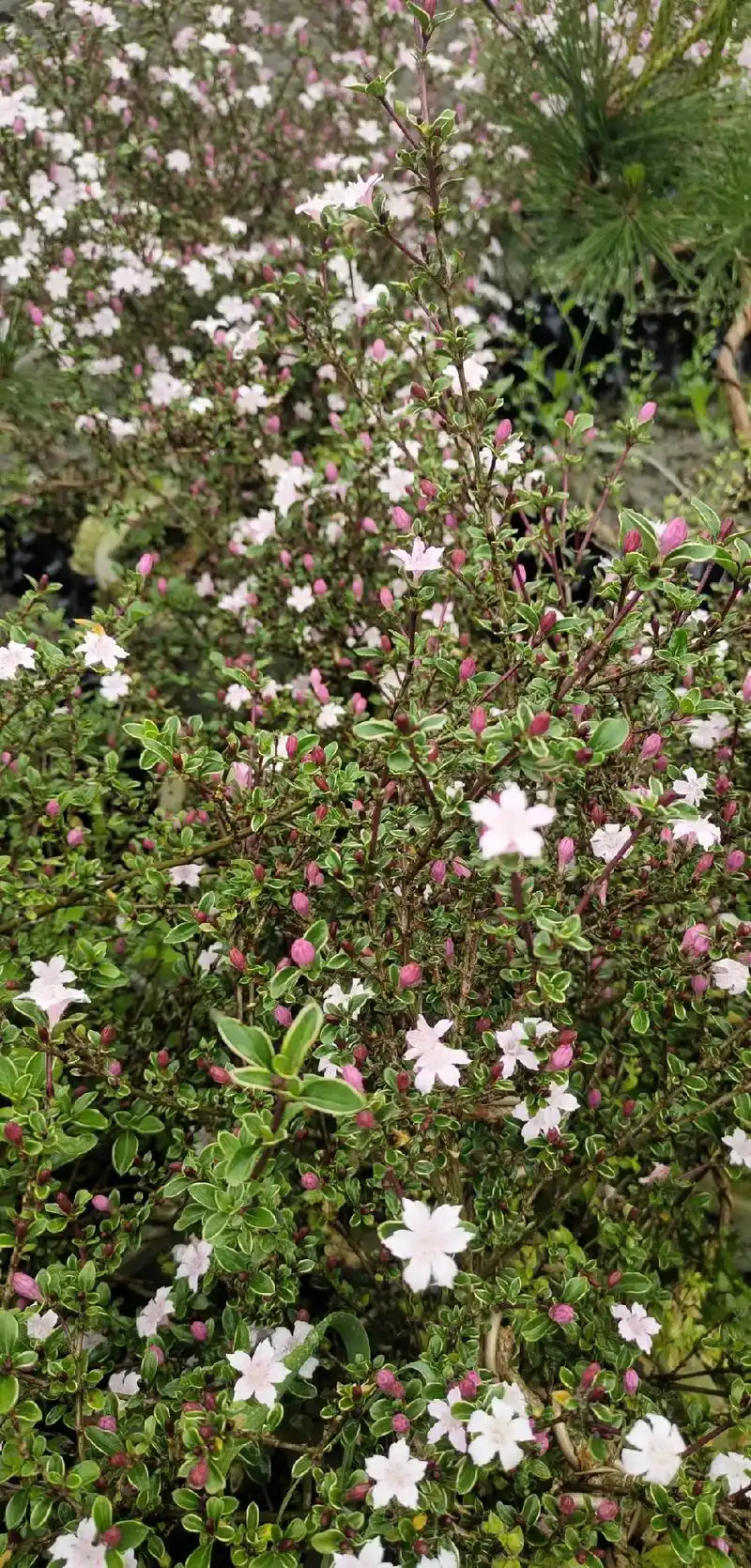 高提根红花六月雪盆景素材, - 抖音