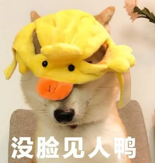 萌宠 汪星人 没脸见人鸭 丢脸 呆萌 搞怪