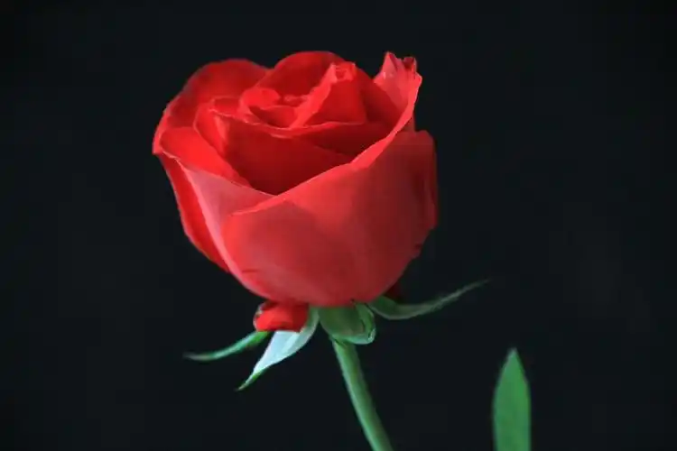 一支红玫瑰