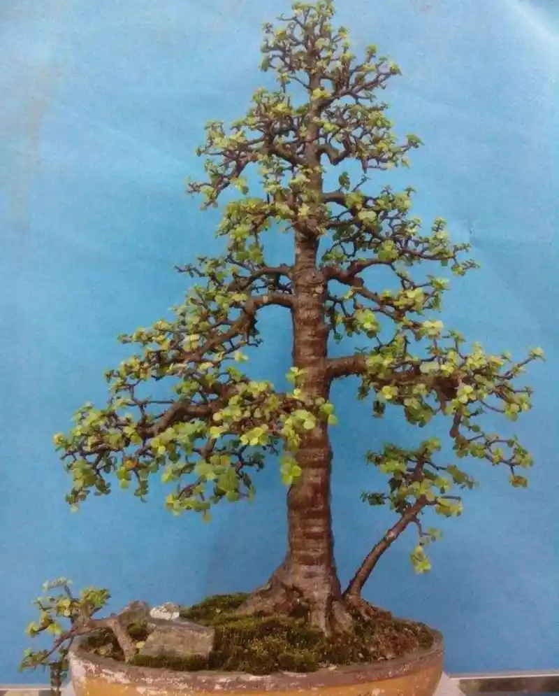 养金枝玉叶,要舍得修剪,才能长得粗壮,成老桩盆景!