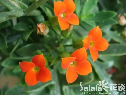 裂叶长寿花-----别名:矮生伽蓝菜,圣诞伽蓝菜,寿星花