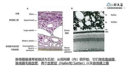 从探索脉络膜增厚的可能原因来看近视改善策略