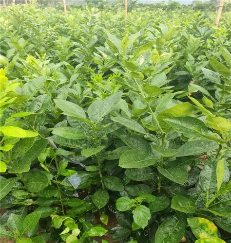 泰国翡翠红心青柚苗苗