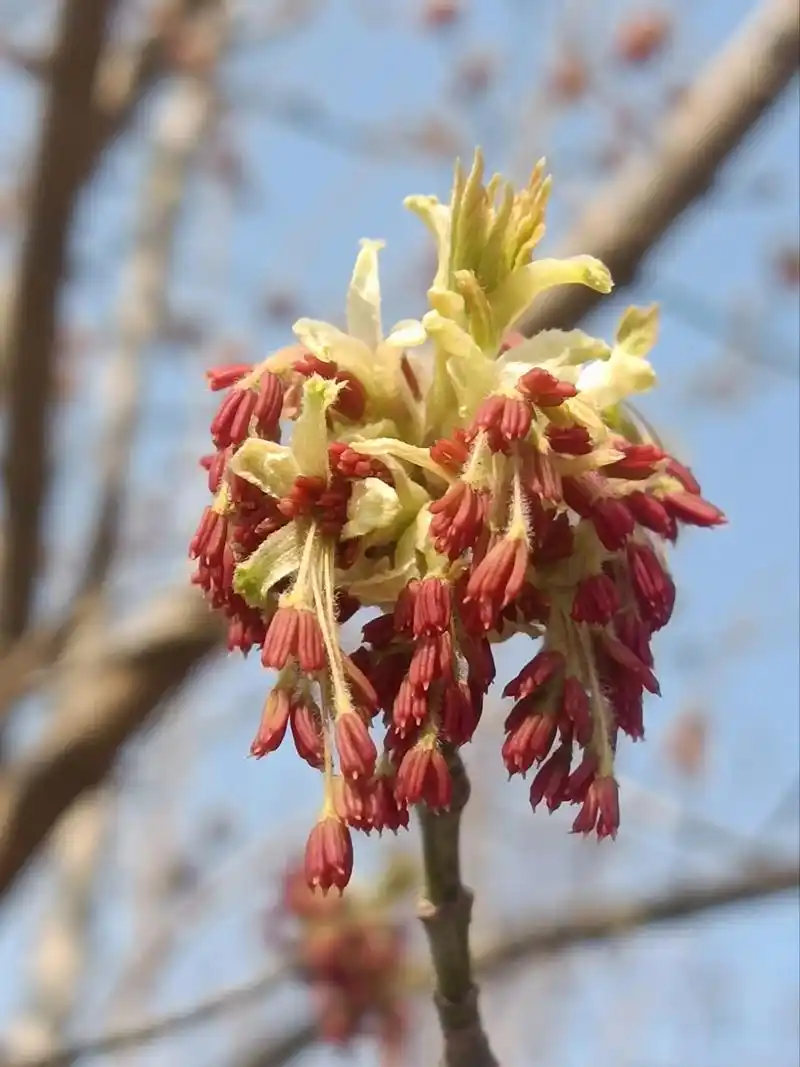 春花秋叶惹人醉  金叶复叶槭是槭树科,槭属,落叶乔木.