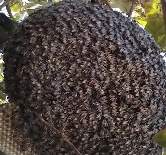 重点是上面爬满密密麻麻的蜜蜂啊!这让男子瞬间头皮发麻.