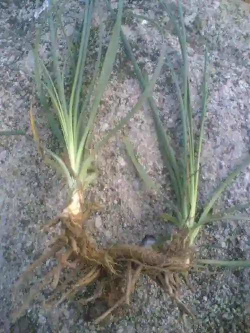 【药用】本品为百合科植物知母的根茎.【性味与归经】苦,寒.