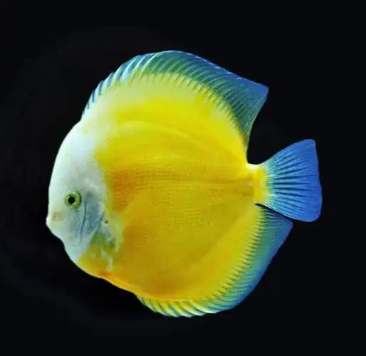 七彩神仙鱼是世界上最美丽的热带淡水鱼,被誉为"热带淡水鱼之王".