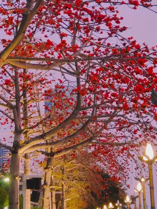 周末去哪儿  #木棉花  #木棉花语  #治愈