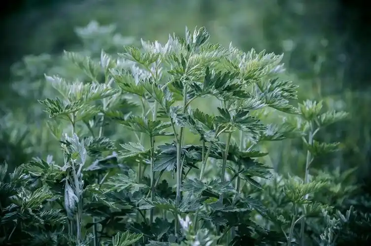 野艾蒿的繁殖方法