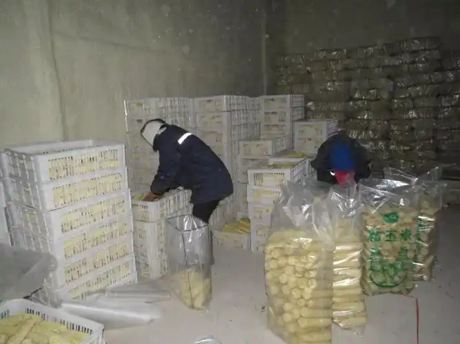 鲜玉米冷库储存温度多少怎么长期储存鲜玉米