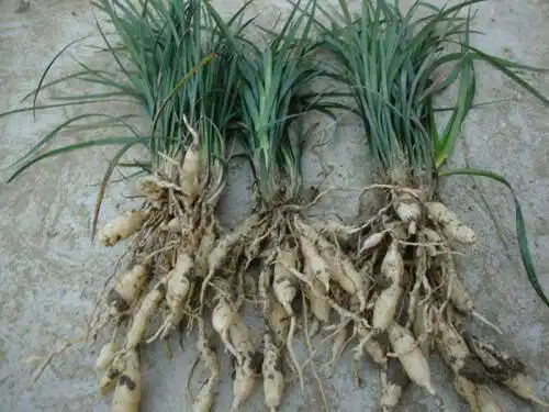 百合科沿阶草属多年生常绿草本植物,根较粗,中间或近末端常膨大成