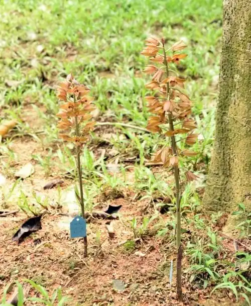 珍稀野生植物无叶美冠兰现身深圳|广东|鳞茎|兰花|深圳市_网易订阅