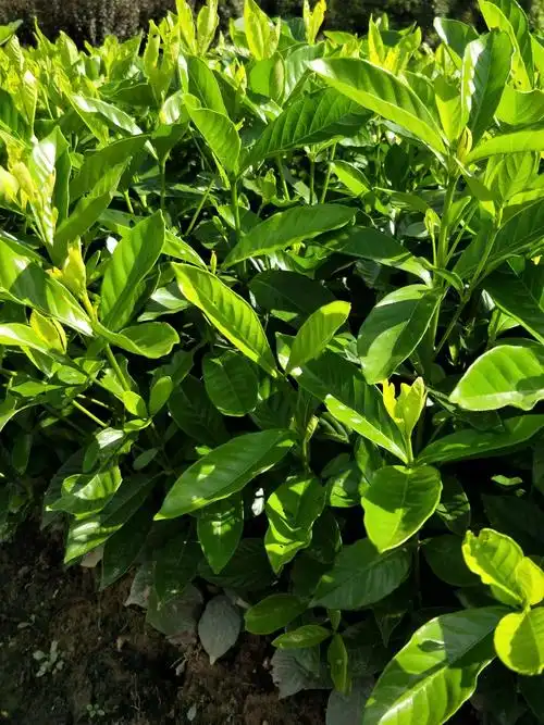 大叶栀子养殖方法和注意事项 - 阿里巴巴商友圈