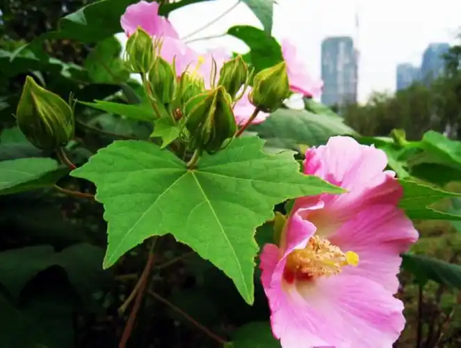 p>芙蓉花叶是锦葵科植物木芙蓉的叶片,生于夏秋二季,可做药材.