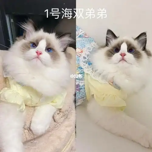 有没有你喜欢的小猫咪呀海双蓝双布偶猫