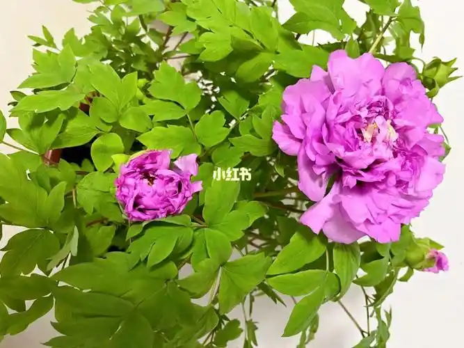 牡丹花的花期好短只开一天就蔫了