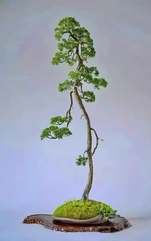 文人树盆景,文人雅士的最爱