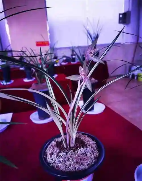 上等春剑兰花(最经典的春剑品种)_花伴网