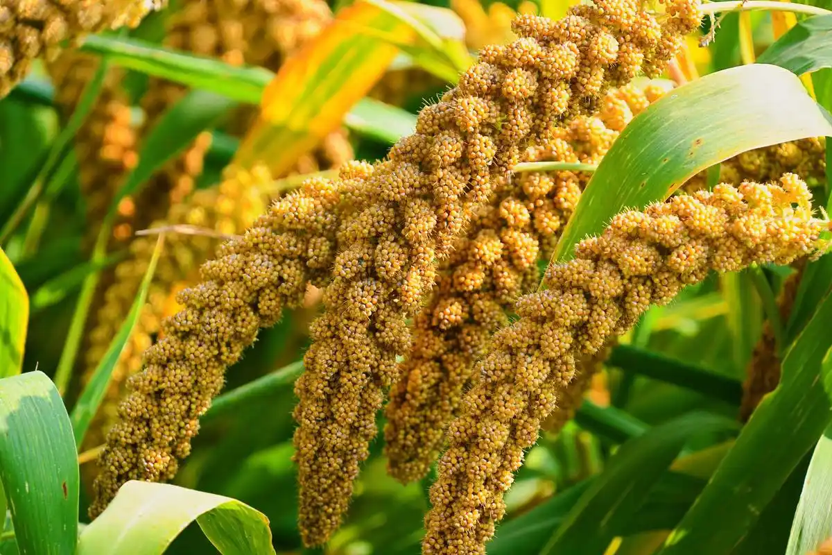 霜降时节谷子丰收了,原创拍摄