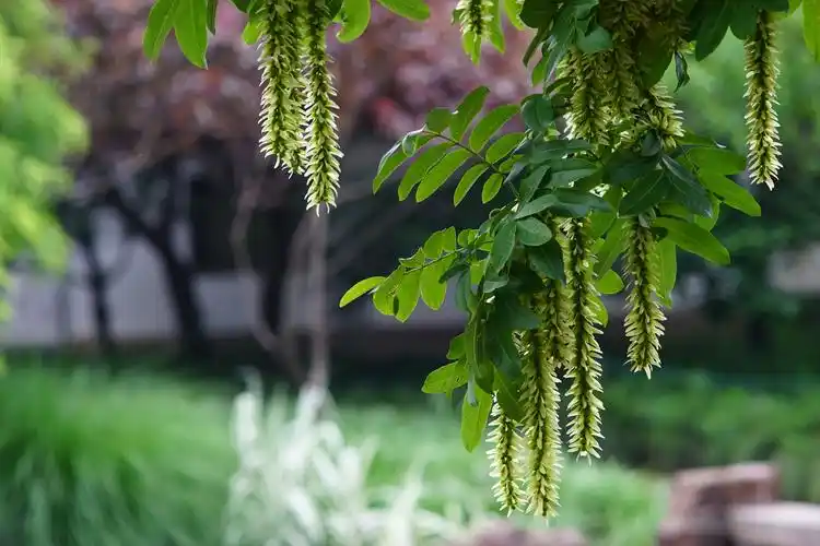 古猗园枫杨悬垂元宝串绿穗子