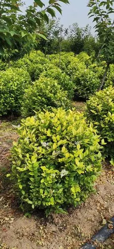 陕西金叶女贞球基地 精品金叶女贞球