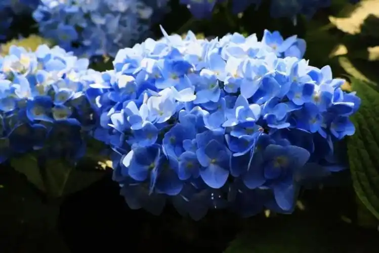 这里绣球花已盛开,温州又美了!