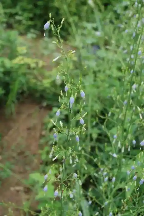 植物名:轮叶沙参 adenophora tetraphylla中药名:南沙参      功效