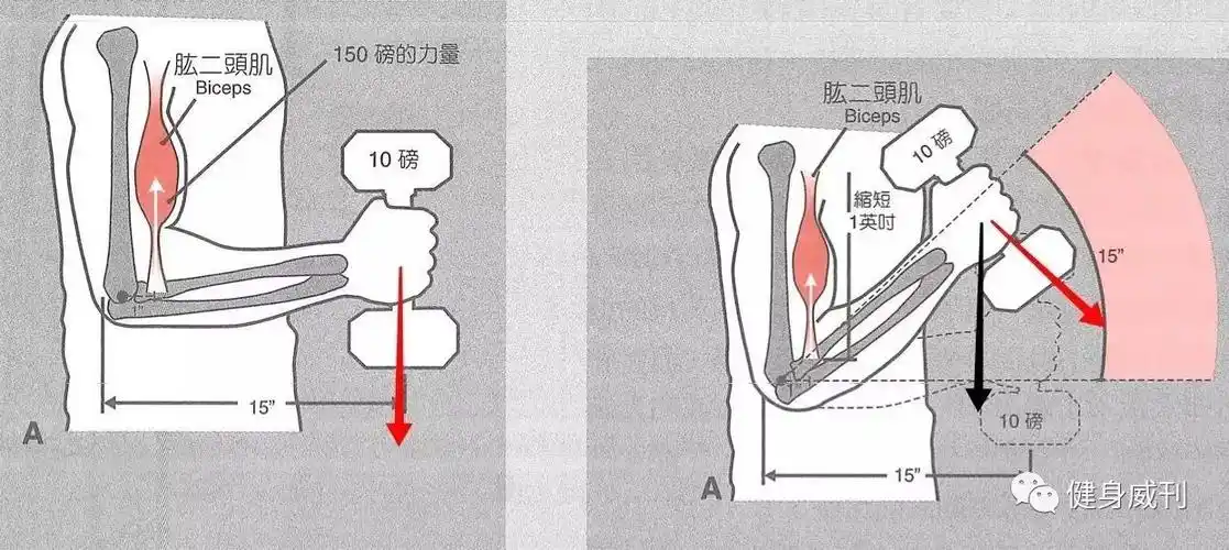 当然这中间还有肱二头肌力臂及肌肉长度与张力关系等问题.