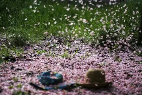 樱花飘落的季节