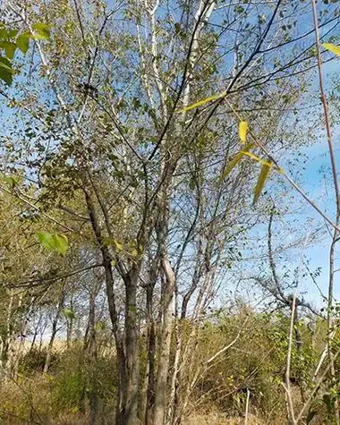 济南丛生榆树