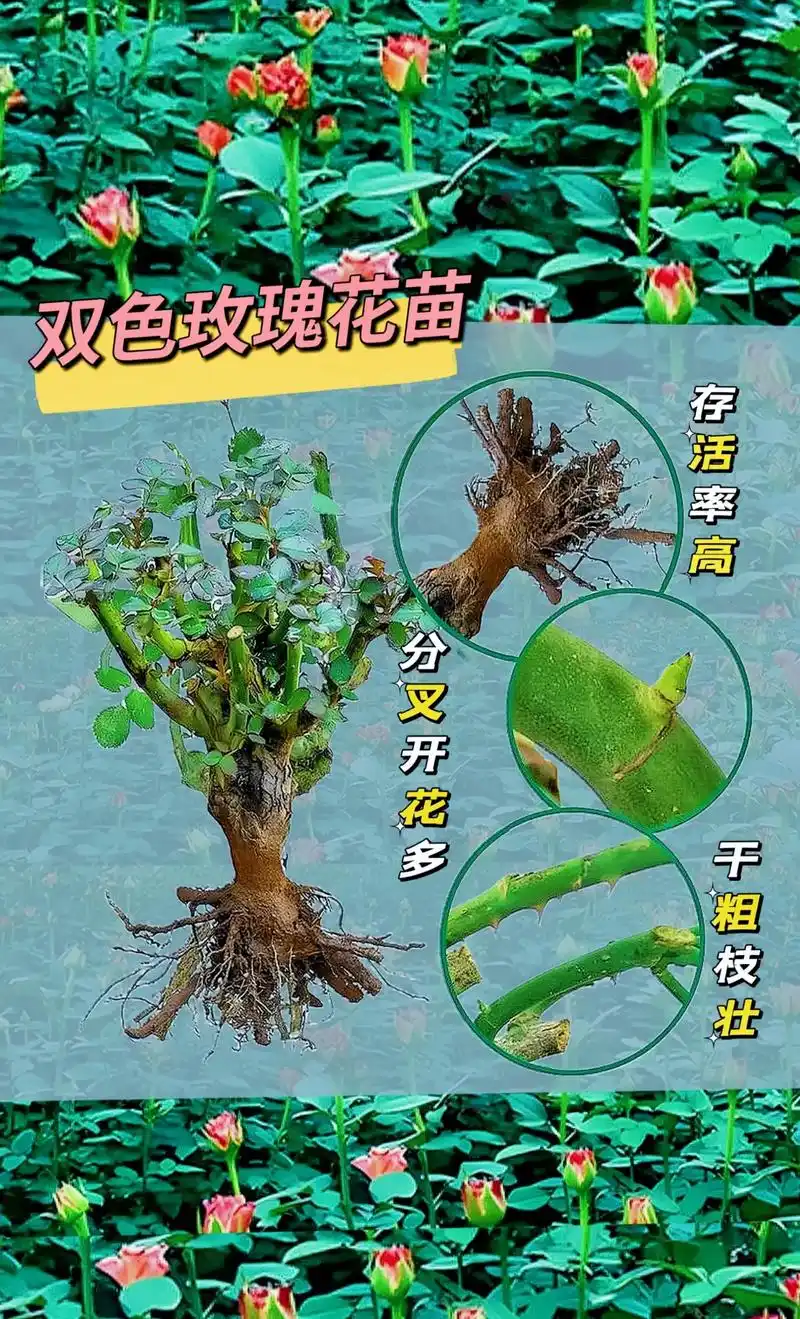 图文掘金计划 双色玫瑰花苗,易种植,庭院,阳台盆栽都