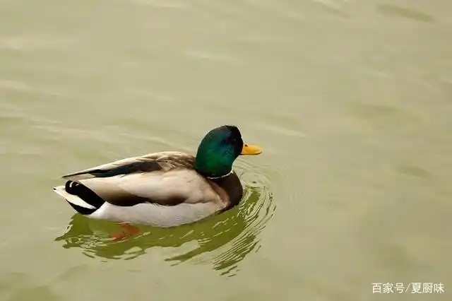 青头鸭这样做,既酸爽美味,又能增强免疫力.