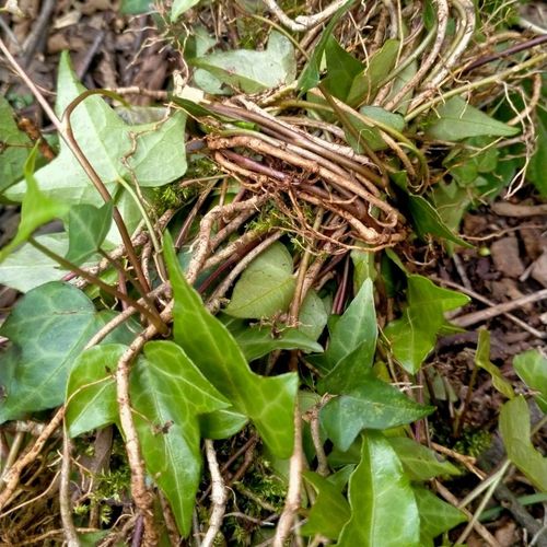 贵州干货土鼓藤钻天风三角风500g下单包邮,散骨风,枫荷梨藤