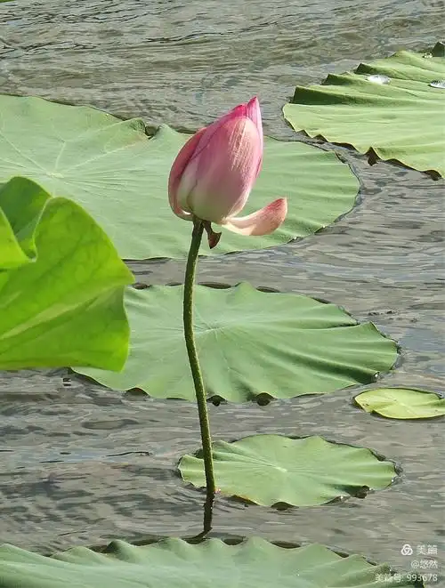 为荷而来之水映荷花