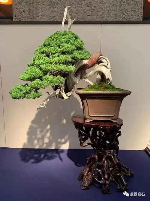 视觉盛宴日本第94届国风盆栽展