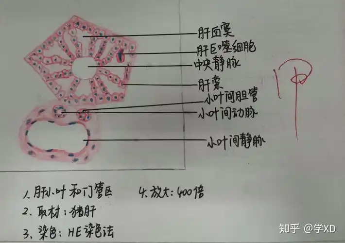 组胚实验红蓝铅笔绘图