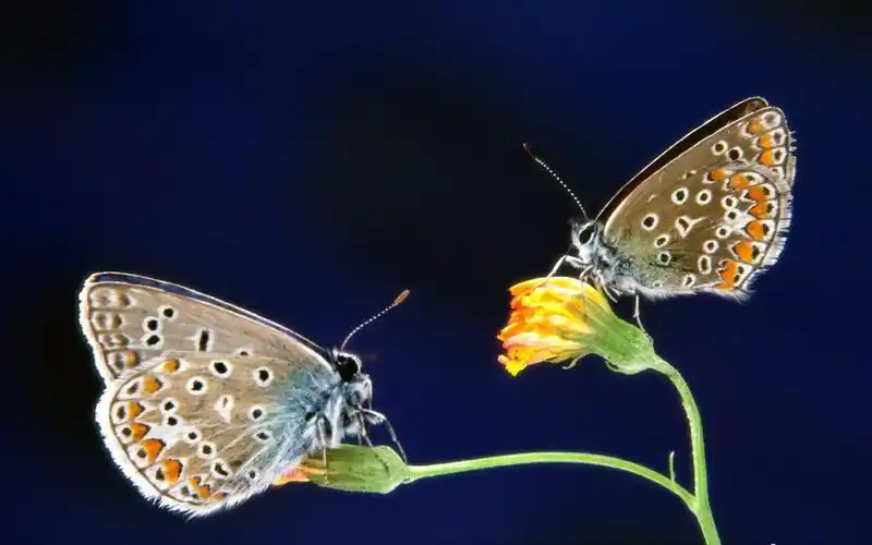 蝶恋花桌面壁纸 - 第6张