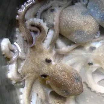 八爪鱼活鲜1520只500g￥58500g￥012g