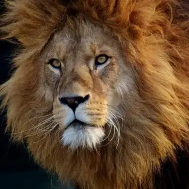 雄狮微信头像凶狮子 威风凛凛的雄狮图片