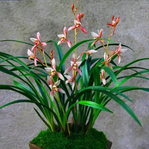 回固非常浓香【花开富贵兰花】名贵春兰细叶大花苞带花苞的兰花苗盆栽